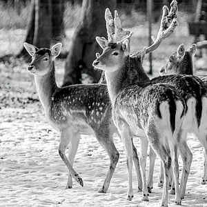 biche, deer, animal, herd, wild life, nature, black and white