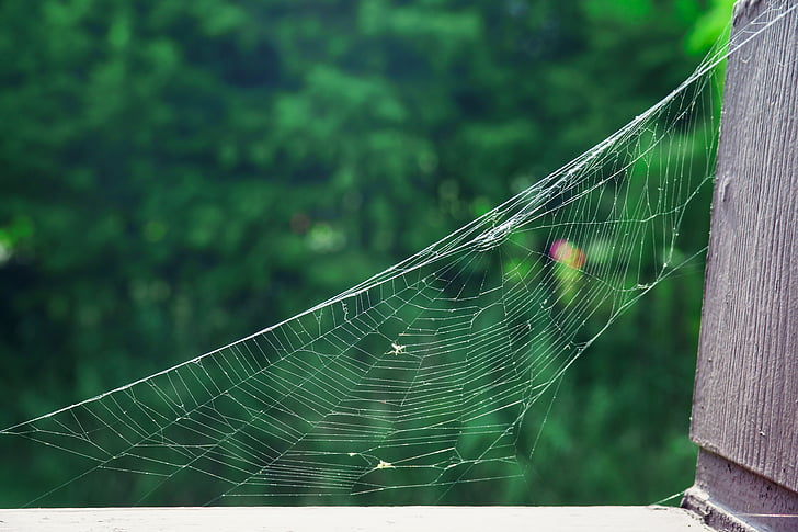 a spider's web, park, natural, cobweb