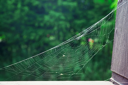 거미의 웹, 공원, 자연, 거미줄