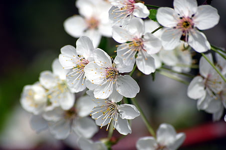flowers, cherry blossom variety, wood, plants, white, tabitha, nature
