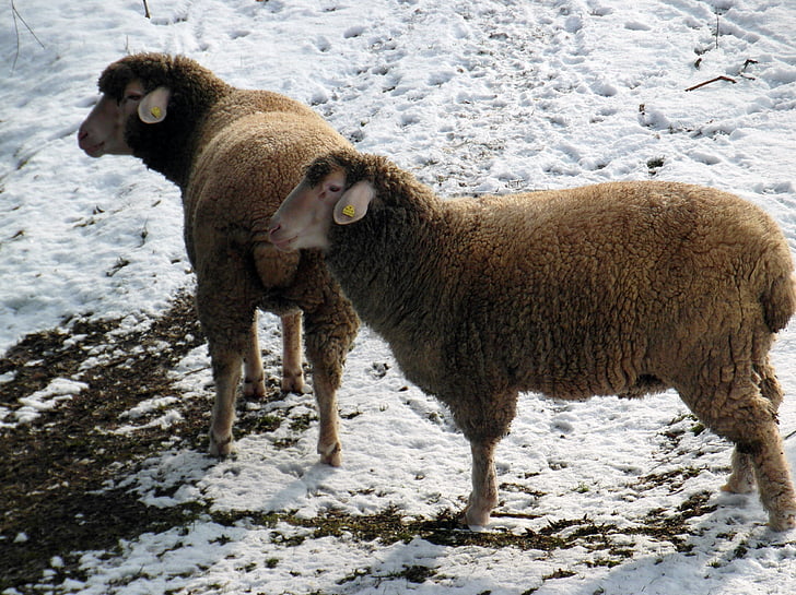 ovce, zimné, pasienky, sneh, vlna