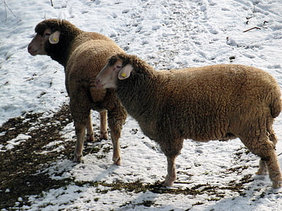 domba, musim dingin, padang rumput, salju, wol
