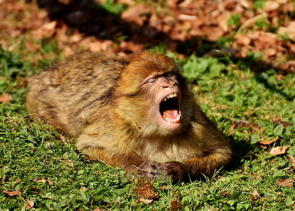 Atles ape, badall, valent, espècie amenaçada, mico muntanya salem, animal, animal salvatge