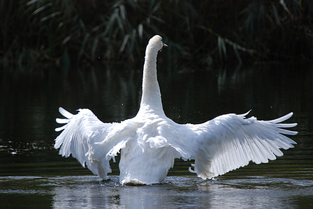 Swan, vták, biela, jazero, Vodné vták, Príroda, lietanie