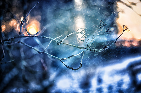 árvore, filial, Inverno, queda de neve, Finlândia, natureza, floresta