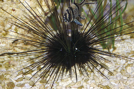 aquarium, sea urchin, fish, sea, water, nature, moray eel