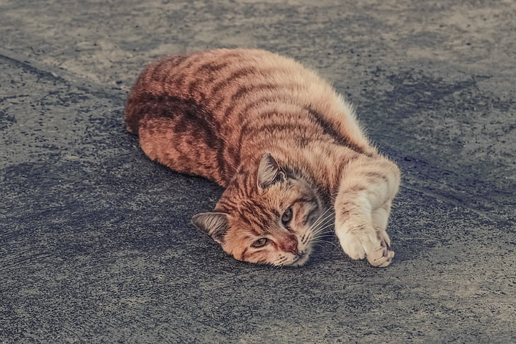 Free photo: cat, stray, tabby, red, naughty, mincing, animal | Hippopx