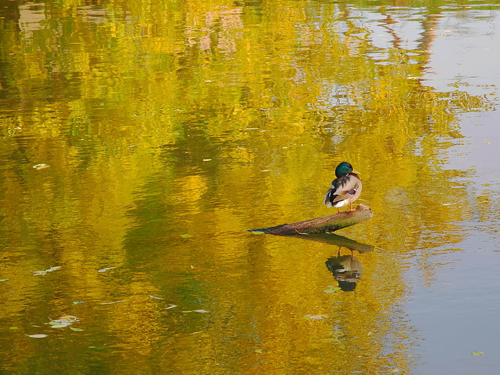 Duck, refleksjon, vann, glans, natur, dyr, treet