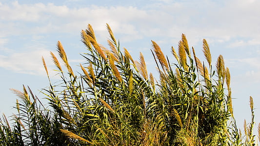 Reed, planta, naturaleza, campo, flora, rural
