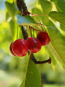 cherries, fruits, fruit, red, ripe, sweet cherry, fruity