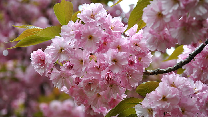 Japonia cherry, primavara, copac cu flori