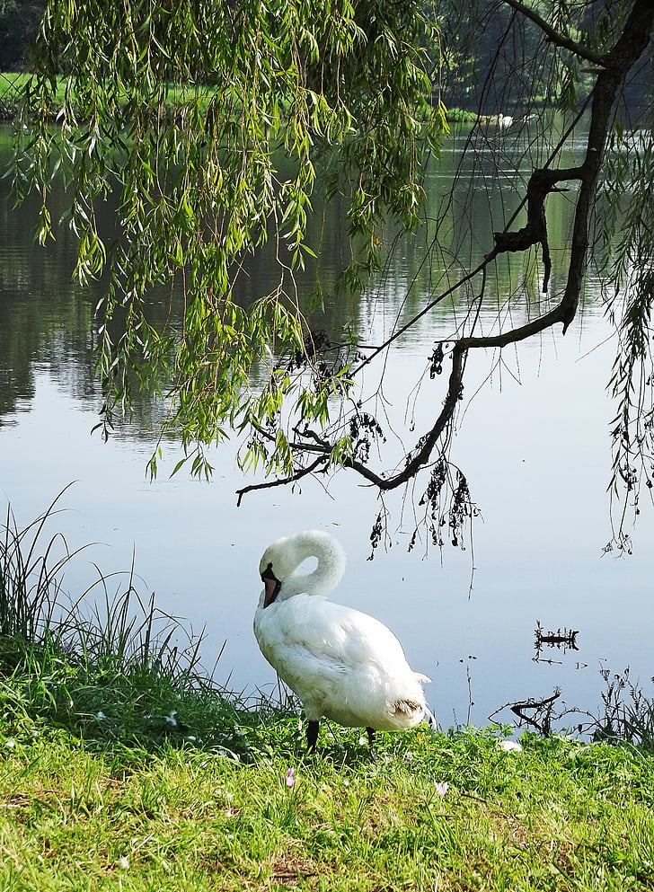 Swan, dammen, grenar, naturen