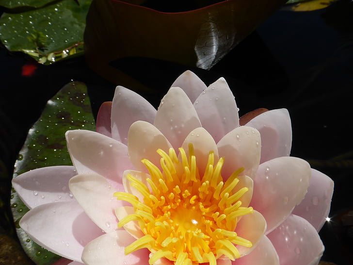 Lotus, fred, meditation, natur, Zen, Blossom, slappe af