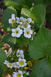 Erdbeere Blumen, Anlage, Grün, weiß, in der Nähe, Frühling, Garten