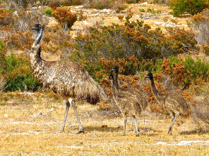 emue, ptice, neletačice, Australija, veliki, Australski, biljni i životinjski svijet