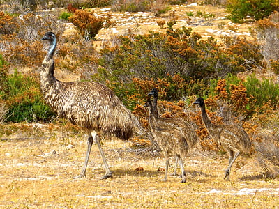 emue, ptice, neletačice, Australija, veliki, Australski, biljni i životinjski svijet