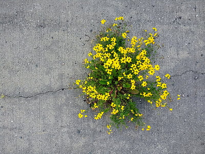 życie, kwiaty, Natura, betonu, roślina, imponujące, niezwykłe