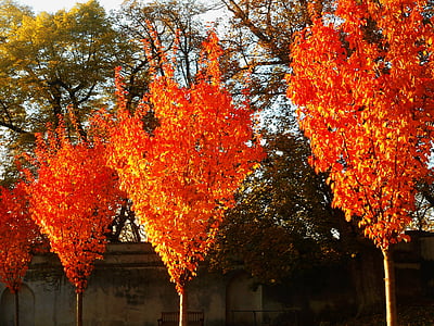 trees, orange, fire, red, nature, color, branches