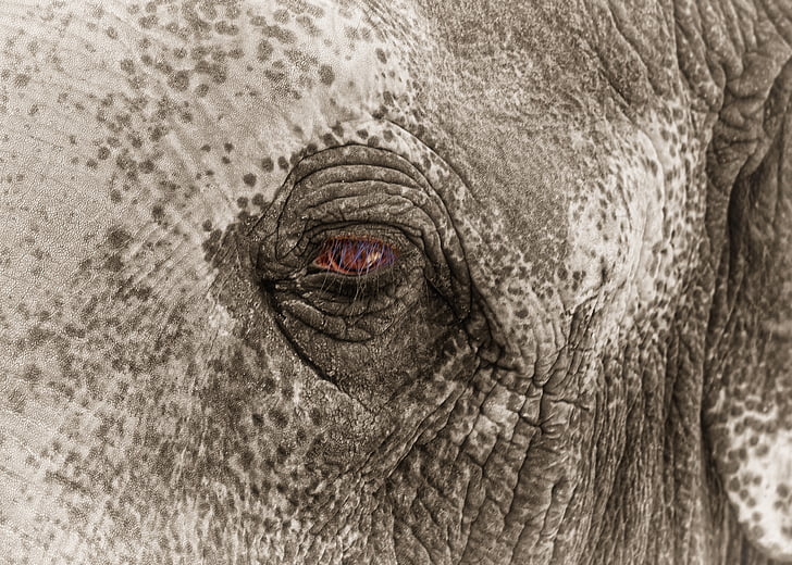 Elephant, silmä, Surullinen, kiinni, Zoo, mustavalkoinen, BW