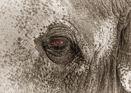 elefante, occhio, triste, beccati, Zoo di, bianco e nero, BW