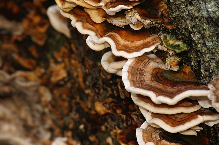 mushrooms, colors, bark, tree, trunk, striations, circles