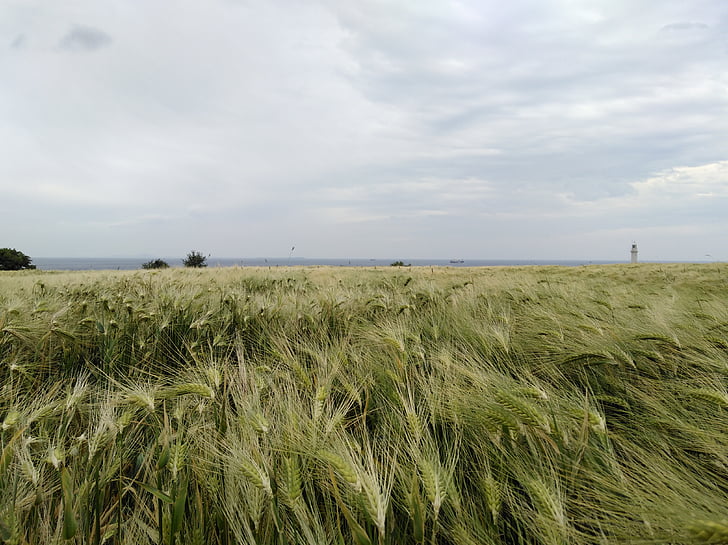 collita, l'amor, paisatge, natura