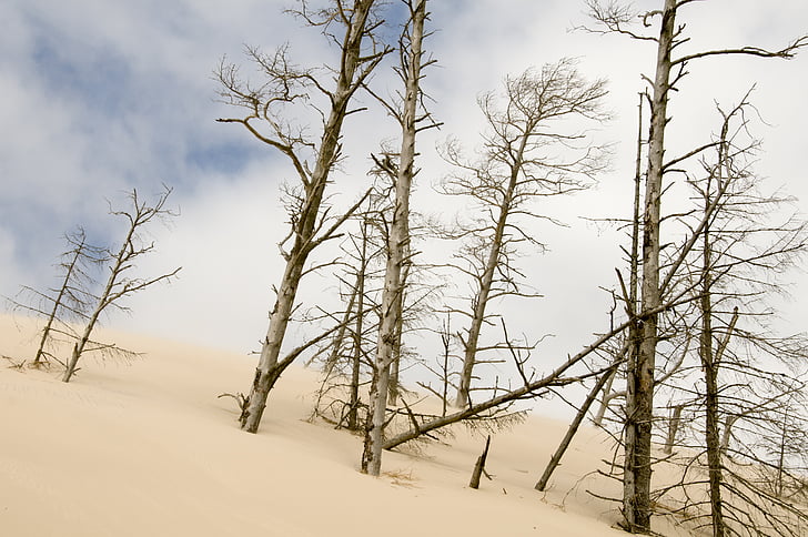 les dunes de sorra, Łeba, vacances, natura, arbre, sorra, estat d'ànim