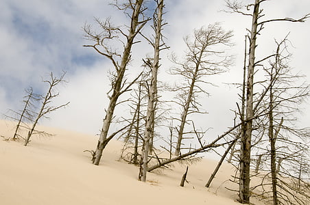 the sand dunes, łeba, holidays, nature, tree, sand, mood