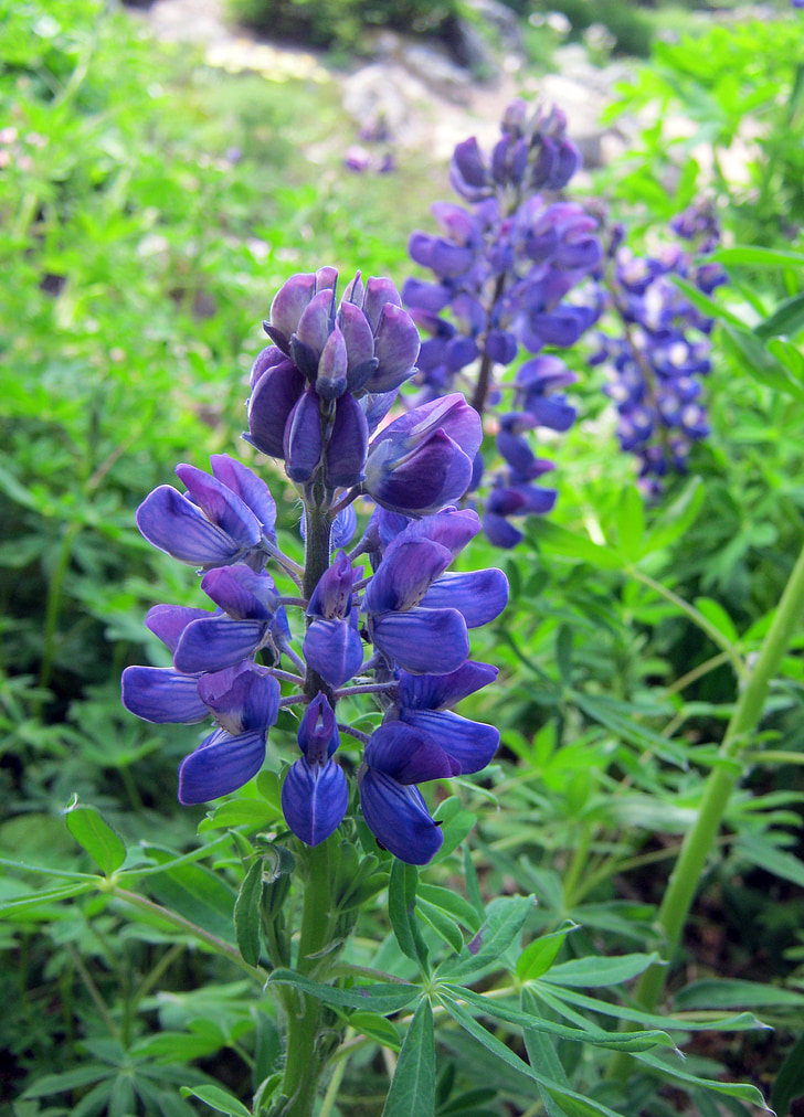 lupins, blue, mountain flowers, garden, botanical, flowers, purple