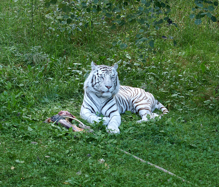 tiger, white tiger, white, cat, feline, wild, predators
