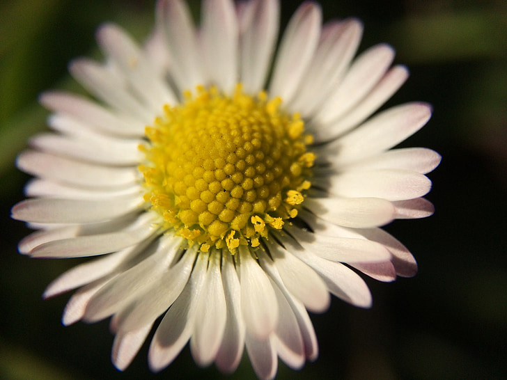 kasvi, kukka, makro, Daisy, valkoinen, kevään, kesällä