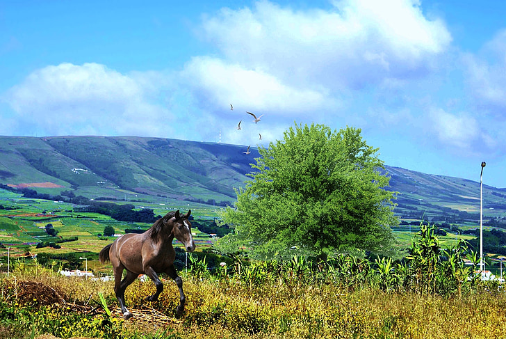 nature, horse, blue sky, vegetation, serra, mountains