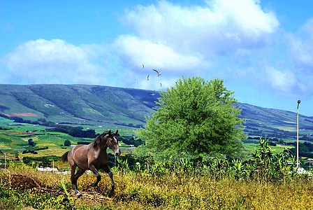 naturaleza, caballo, cielo azul, vegetación, Serra, montañas
