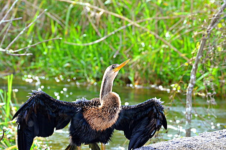 Akbaba, Everglades, Milli Parkı, Florida, vahşi, yaban hayatı, kuş