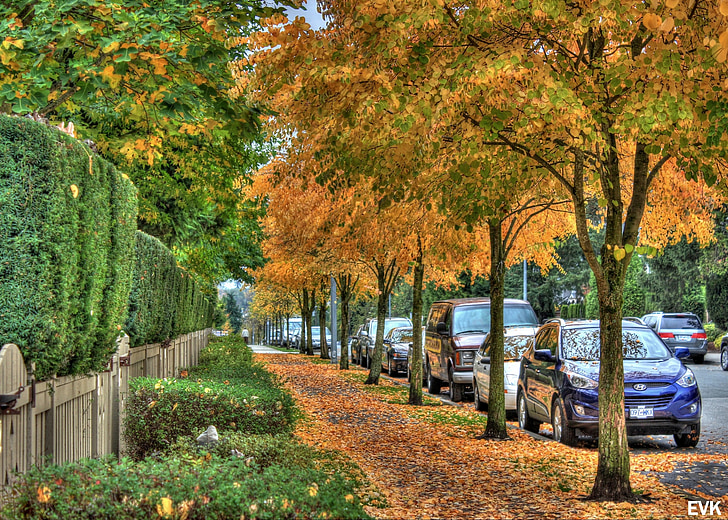 trotoar, alam, daun, musim gugur, musim gugur, emas, warna musim gugur