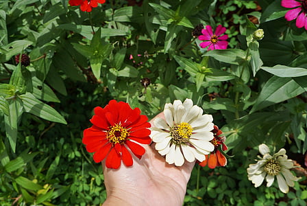 zinnia flower, red flower, flowers, flower, human body part, human hand, petal