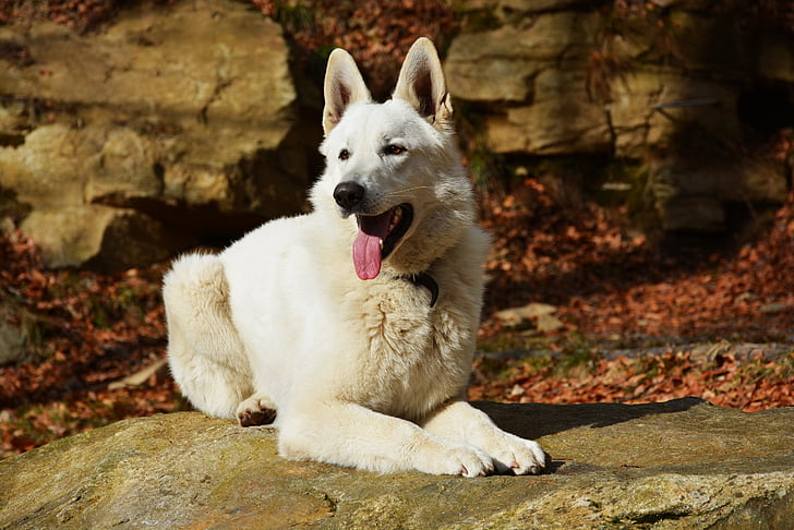 pes, bela, belega psa, predstavljajo, na prostem, narave, jezik je