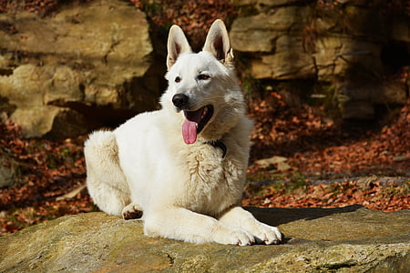 chien, blanc, chien blanc, pose, à l’extérieur, nature, la langue de la