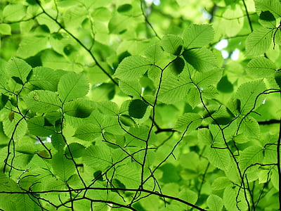 foco, fotografia, verde, dia, árvore, folhas, cor verde