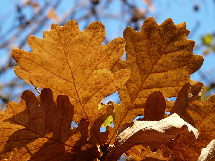 eik blader, eik, Quercus, fastsittende eik, Quercus petraea, Vinter eik, gyldne høsten