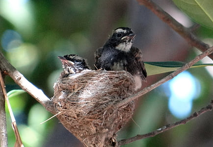 mláďatá, fledglings, biela-throated fantail, čiernohlavý, rhipidura albicollis, vrabec, vták