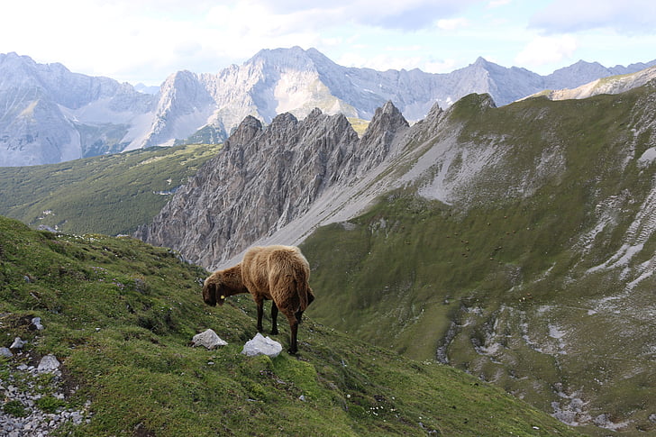 montagne, moutons, paysage, Alpes
