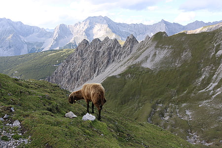 góry, owiec, krajobraz, Alpy