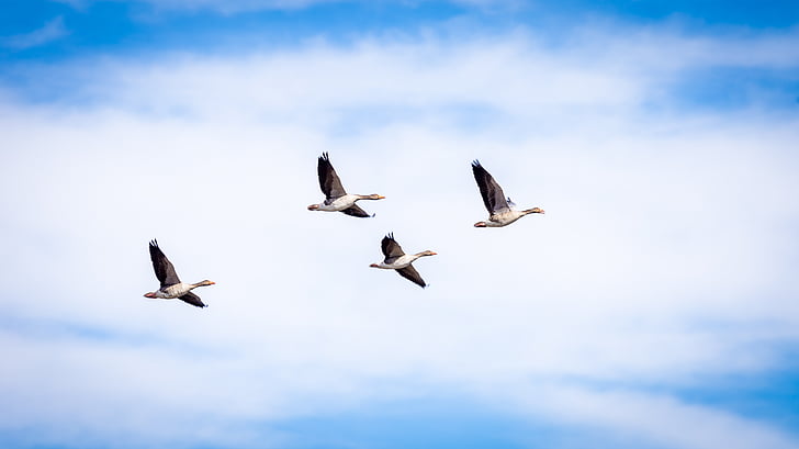 goose, grey, flight, flying, bird, isolated, wild