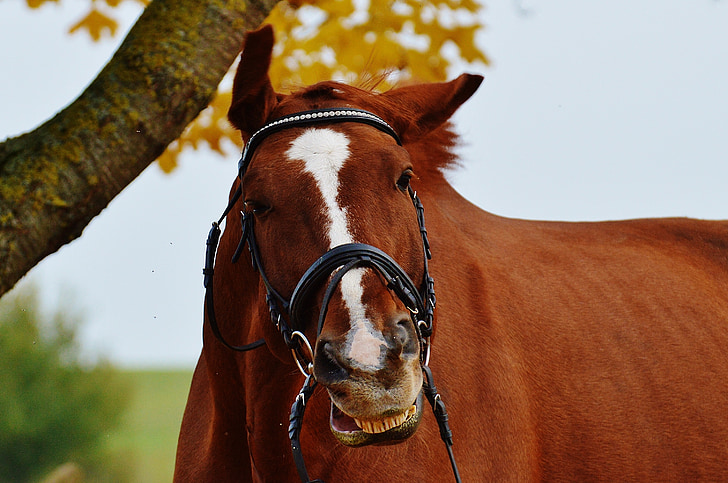 horse, animal, funny, ride, reiterhof, brown, coupling