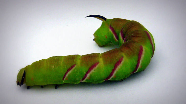 Caterpillar, animal, caterpillar grosso, lagarta de borboleta, natureza, ao vivo, verde