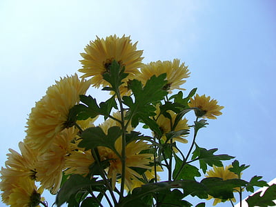 gul, blommor, Flora, Blossom, blommig, gäng