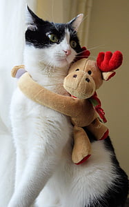 кішка, кошеня, Олень, Різдво, листівку, ПЕТ, тварини