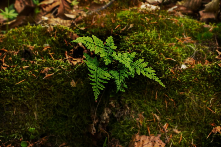 fern, moss, tree stump, light, mood, forest, forest floor