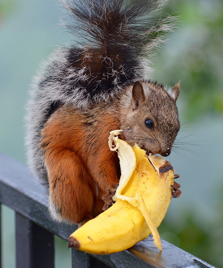 squirrel, banana, wildlife, mammal, nature, variegated, rodent tail